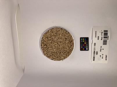 SEED